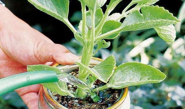 根部|花快死了别着急仍，学会这几种方法，能让植物起死回生，各个爆盆