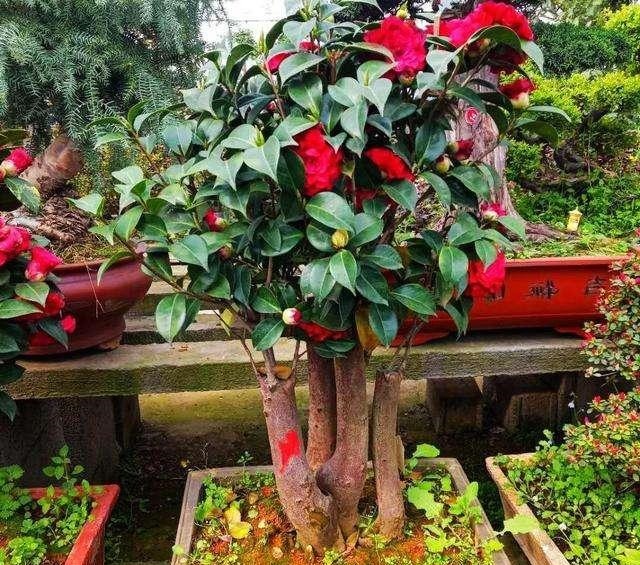 养“茶花盆栽”，“长势”瘦弱不饱满，做好5个方面，枝多花也多