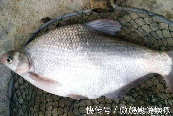 你们还在认为八九斤的那是鳊鱼吗?正确区分鲂鱼,鳊鱼的方法在这