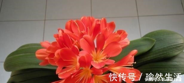 花卉|爷爷养君子兰,把“它”垫在盆底,冒出“6个花苞”,叶片油绿!