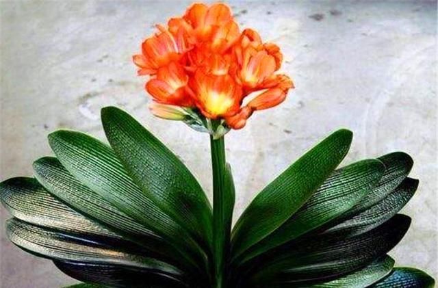 君子兰有“4怕”,难怪叶子长歪还夹箭,学会了叶片光亮顺利开花
