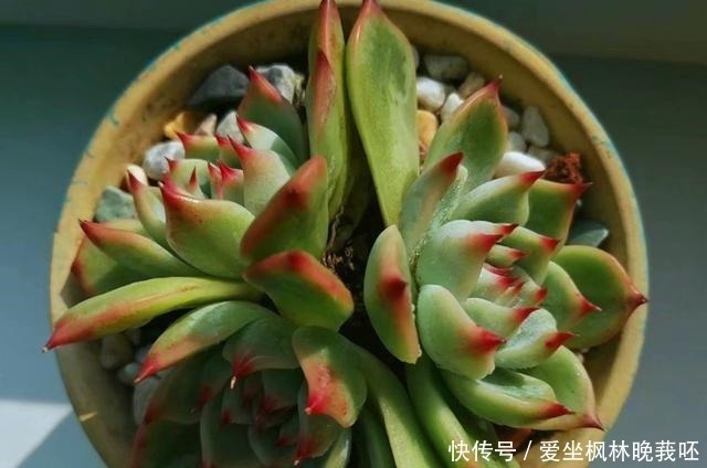 事实|事实证明,隔着玻璃窗也可以养好多肉,但摆放位置要特别注意!