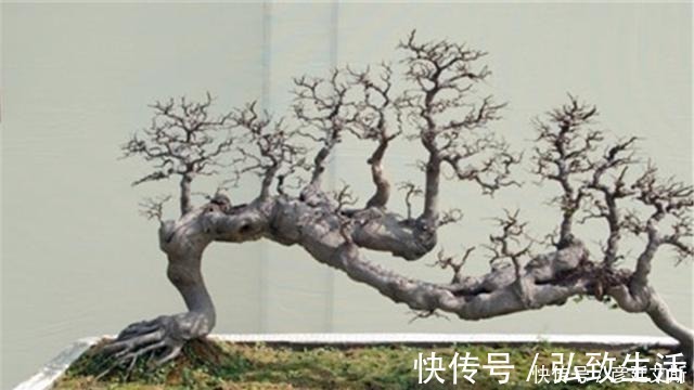 长势|盆景盆树出现了老化,要及时处理避免树桩死亡,方法一分钟看完