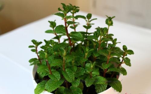 在家要养就养2种野草，都是吸附甲醛的小能手，养在家中当“宝”