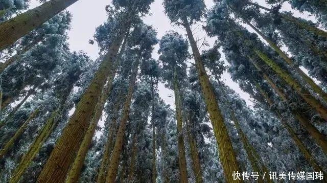 重庆周末去赏雪：新一轮降温后，雪漫人间！这些地方都可以赏雪