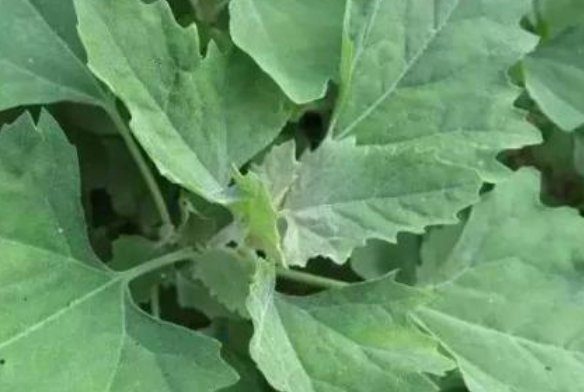 肝脏|天然养肝菜出现了，医生每天炒一盘，肝脏越来越健康