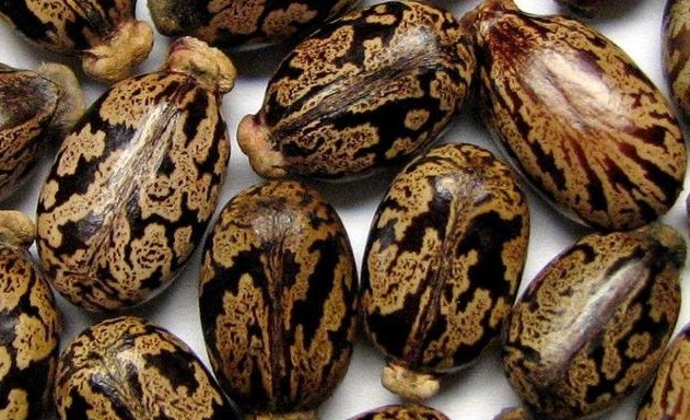 蓖麻油|这种剧毒植物，被称为“生化武器”，为何我们还要种植