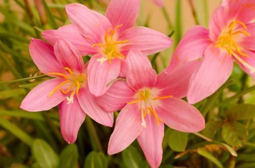 花亭|家养几种植物，阳台开出花海，满树都是花朵，漂亮极了