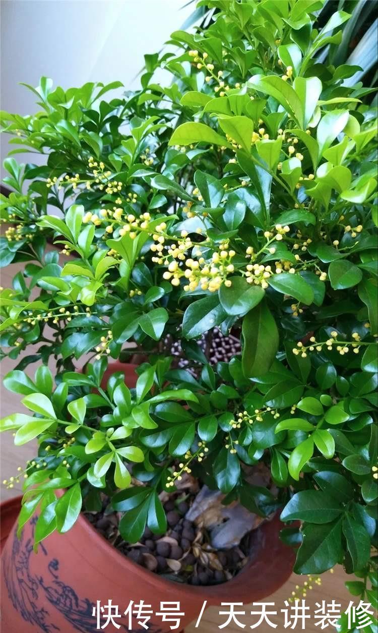 不停|养四季米兰,注意4件事,对它的生长大有裨益,不停长叶又开花