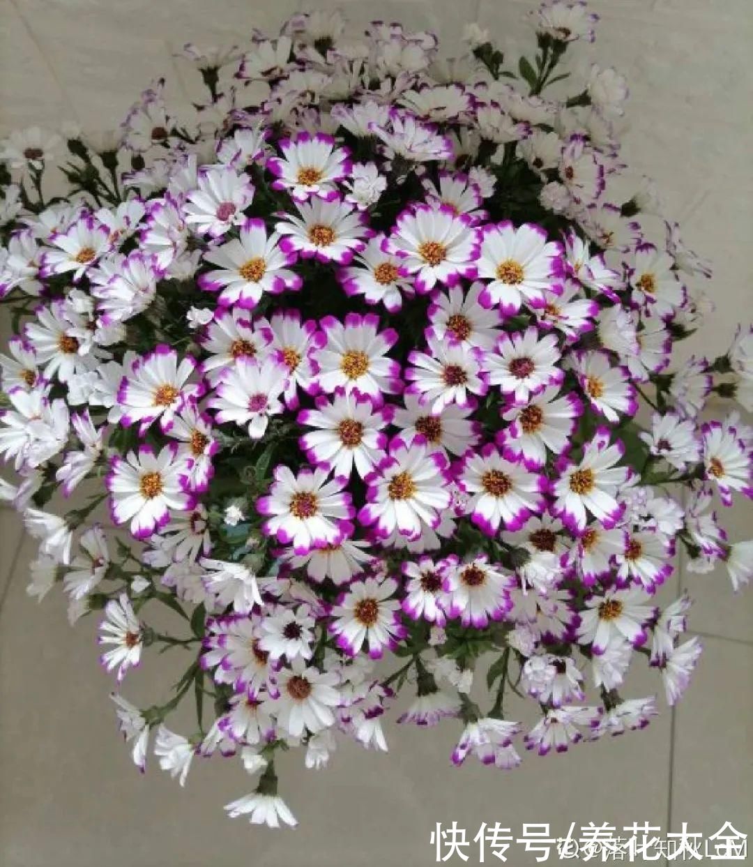 冬天好养的花,皮实不娇气,颜值高上档次,咋养都开花