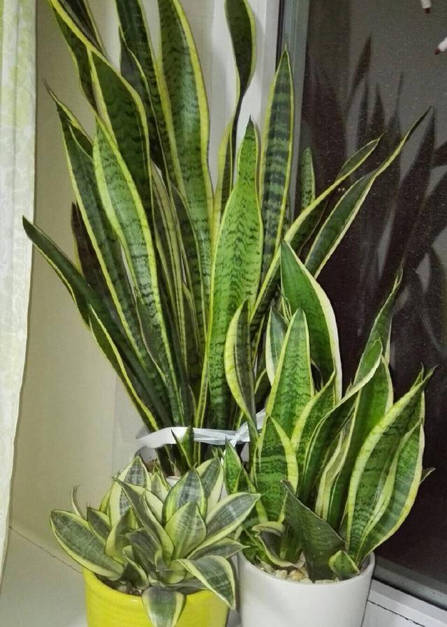 虎皮兰不爱长“小芽”教你一招,小芽出不停,花纹更艳丽