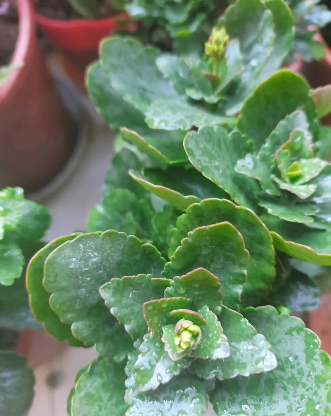 花友们|长寿花“装菜”不打花苞注意这“三点”,花苞呼呼冒花儿满枝头