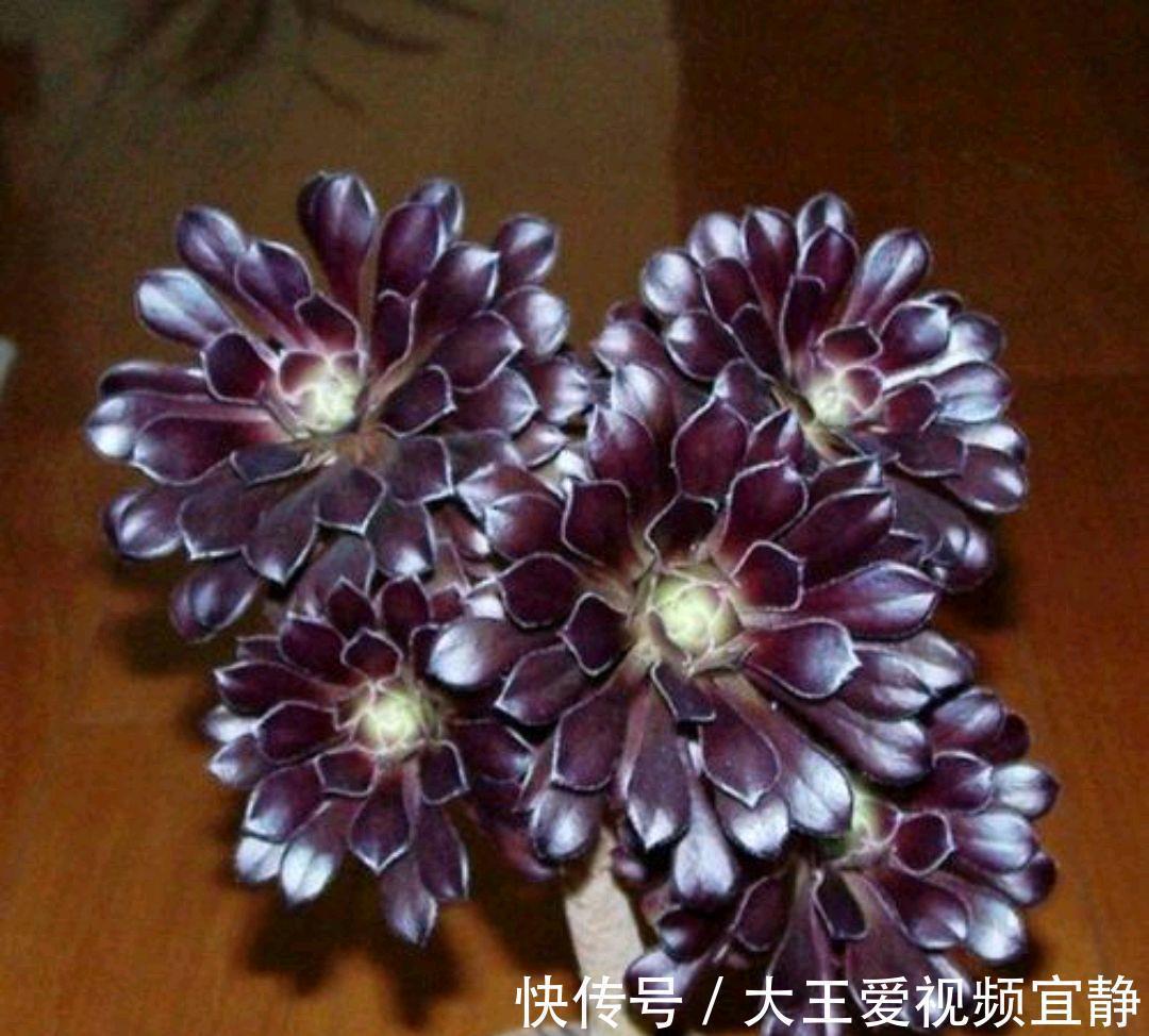 多肉法师|秋季就要来盆多肉法师,稍加呵护就成了手捧花