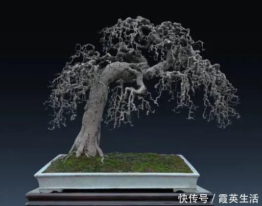 树木|盆景制作技法夏天来到，盆景脱衣换锦，有6种好处