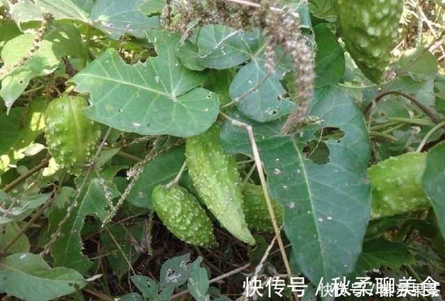 野果|灌丛中生长的野果,用手一掐乳汁直流,好多人叫不上它的名字