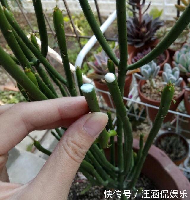 茎干|多肉“光棍树”，毒性与众不同，可远观不可亵玩