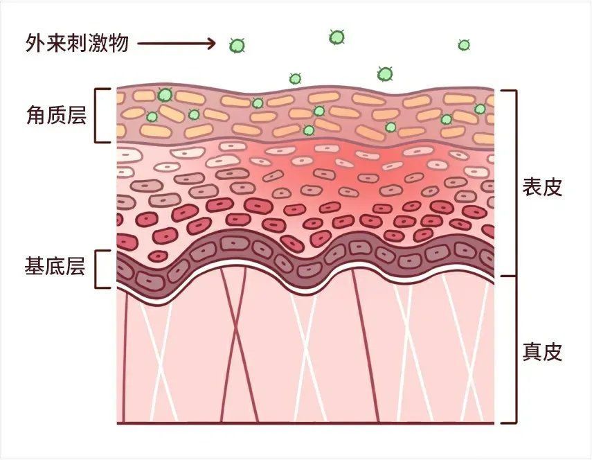 角质层|天天敷面膜，不是护肤是「毁脸」