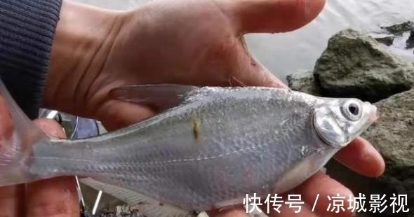 鲫鱼越大越不肯咬钩?试试这种特色钓法,比玩手竿更过瘾