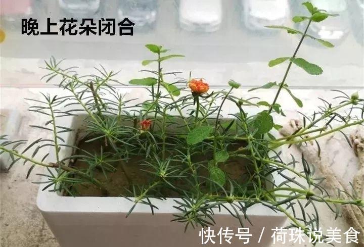 太阳花|这花枝条剁8段,沾土就能活,3天生根7天开花!