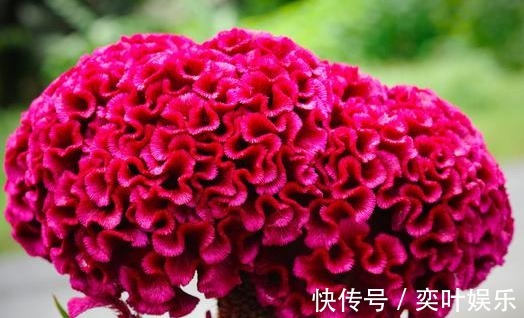 红油鸡|养花就养花朵大的,花开色彩艳丽,花期长,适合养在院子里,美!