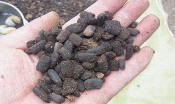 养花肥难找这玩意到处都是，捡来做肥料，花草长得枝粗花多