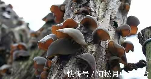 江南人|60种常见野菜,高清大图,收集全了真不容易!
