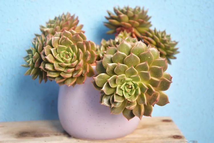 面朝大海的多肉们,在四季变迁中生生不息!