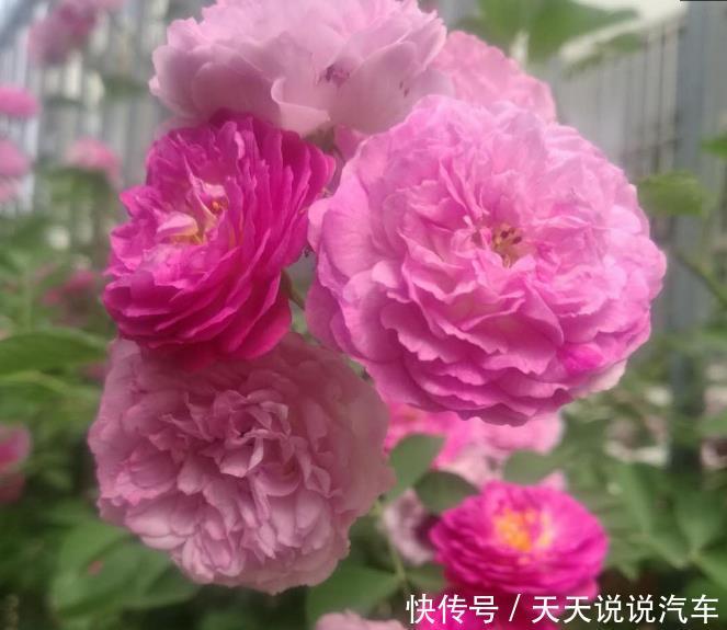 4种花夏季开的最灿烂,越热开花越旺,从年头开到年尾,人见人爱