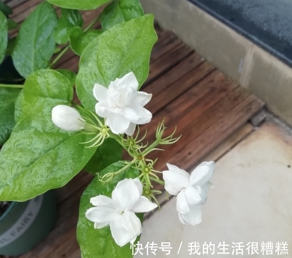茉莉花怎么养?“清兰花,浊茉莉”,给茉莉换换土,开花更多