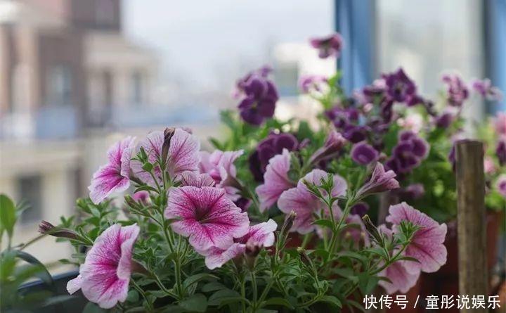 晒不死的6种花,扔阳台不用管,越晒花越多!