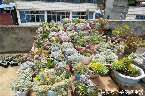 死党在农村屋顶露养多肉,好想搬几盆回家!死党在农村屋顶露养多肉,好想搬几盆回家!
