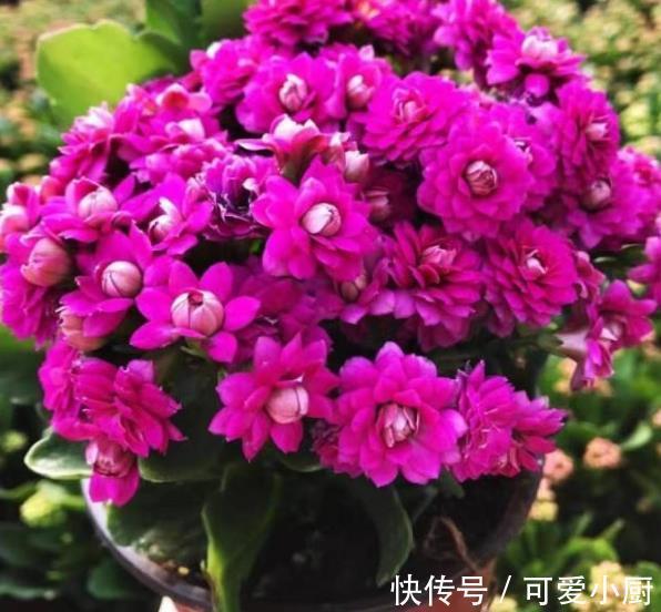 骨头|想要长寿花开爆盆?家里2种垃圾掺在花盆里,花苞多开花美