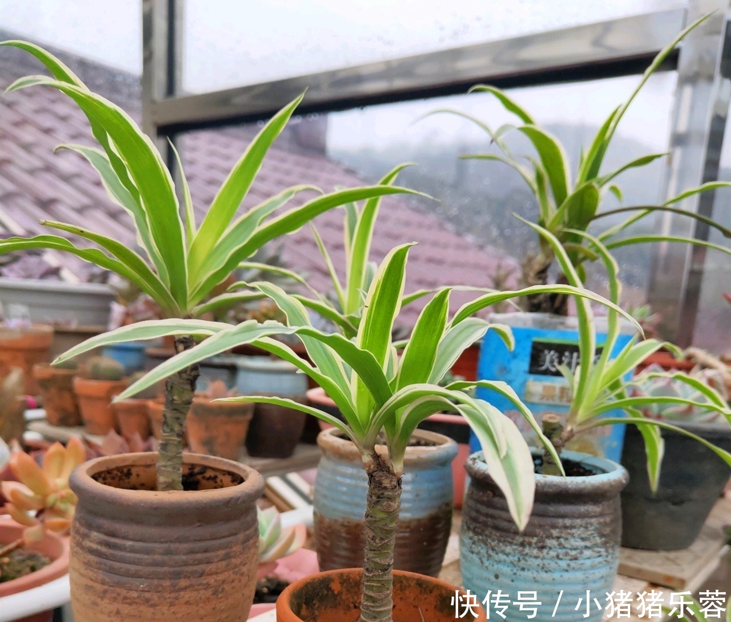 把吊兰养成“瀑布”,那是小意思,养成老桩盆景才是真本事