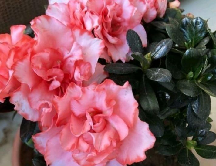 喜欢赏花,春天就种此款小花,人见人爱,美的让人热泪盈眶