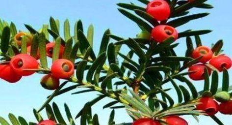 生长发育|女性秋天养生，常吃3种食物，补水润肤，延缓衰老，营养又瘦身