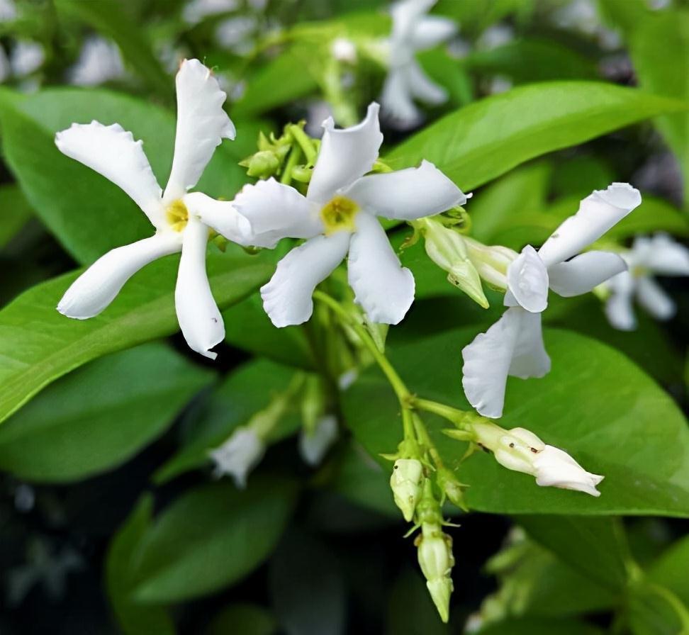 农历九月十八霜降后，养什么花？家里养3种花，龙门精神健健康康