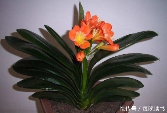 植物|有4种花,最爱抽油烟机的“废油”,挖个洞、倒一点,轻松爆盆!