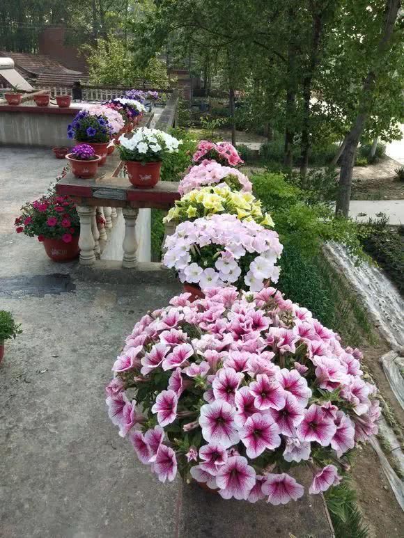 “识货人”都养4种花，打理简单，花期长，开花超漂亮