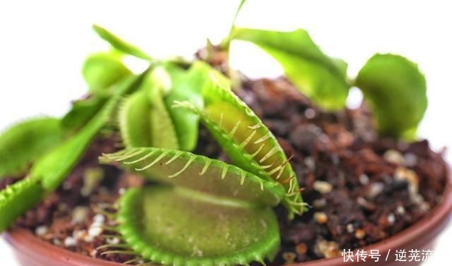 “难养”花草名单已公布，是有些花友的最爱，劝你早放弃！