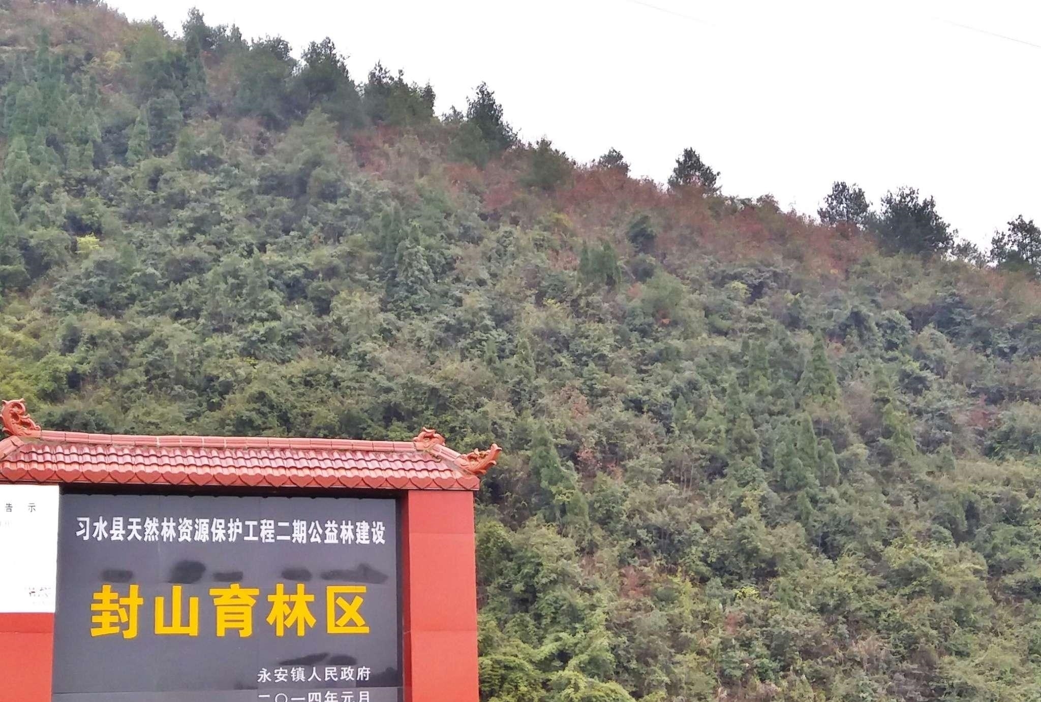 荒山造林:让沙漠变成绿洲