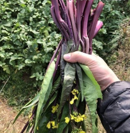 骨质疏松症|女性不想显老,不妨多吃以下3种蔬菜,补血养颜,气色会更好!