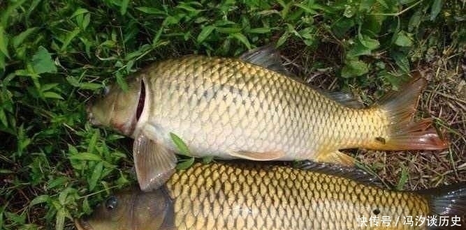 悄悄告诉你,水库钓鲤鱼唯有这钓法“够狠”,钓友:怎么现在才说