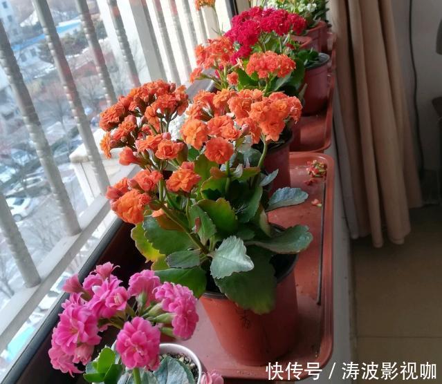 冬日长寿花开完花后,马上动手做4件事,10天就能迎来下一波花