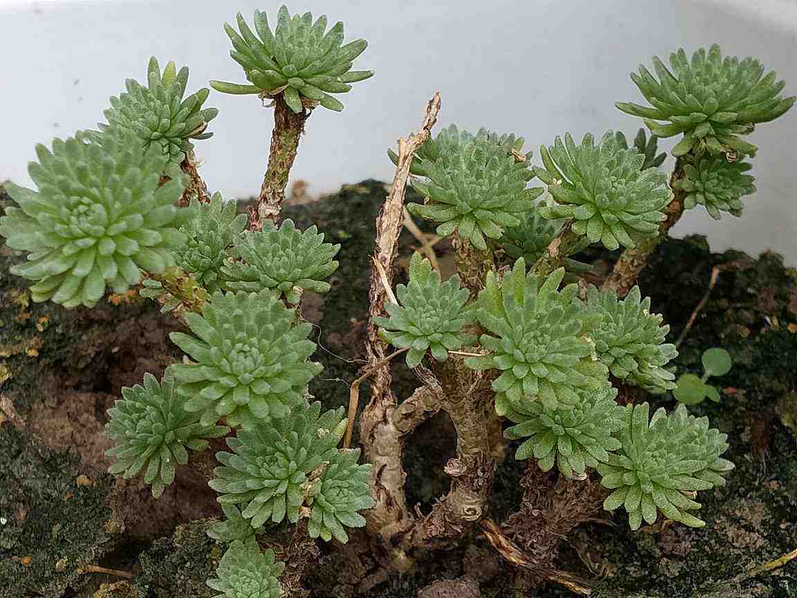 浇水|叶子发黄还脱落注意好这几点,叶子常年绿油油!
