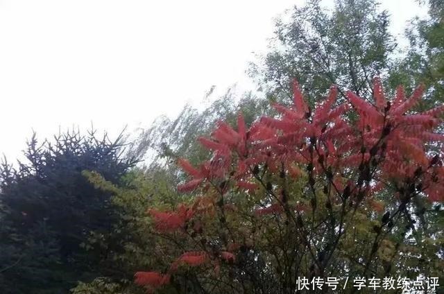 步行街|「本土」爱的季节