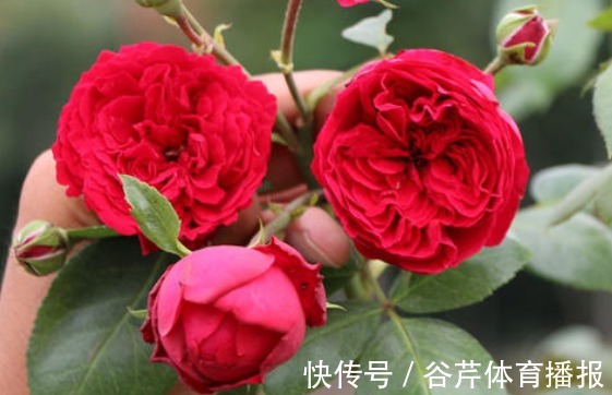 新手养花就养一盆“红色龙沙宝石”，花大色艳，花期长适合盆栽养