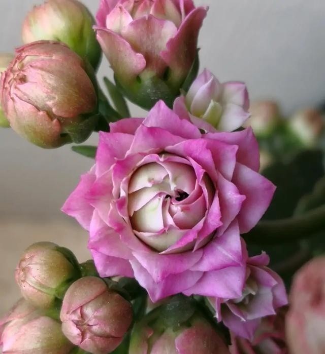 75个长寿花品种，一个比一个美，一起来认识一下吧！