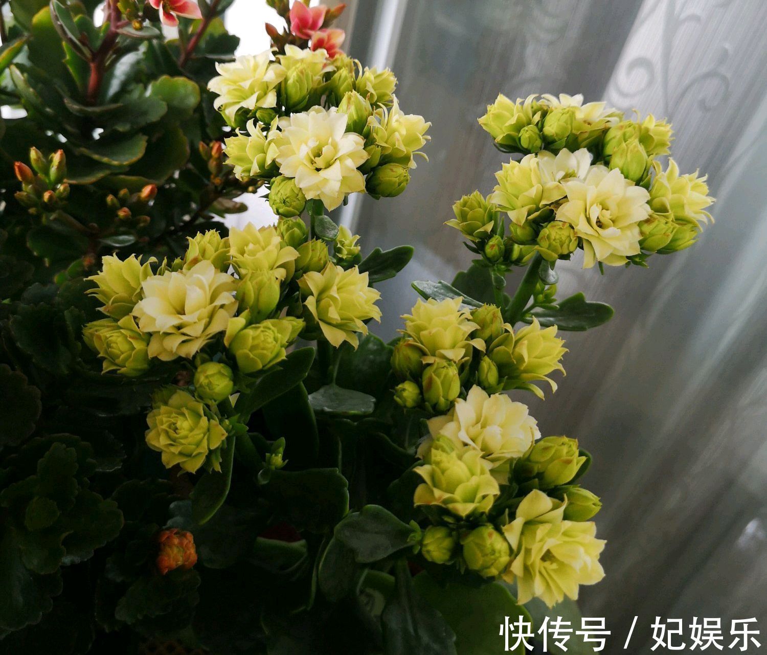 长寿花在夏季黄叶掉叶怎么回事做到3点，秋季开花爆盆成棒棒糖