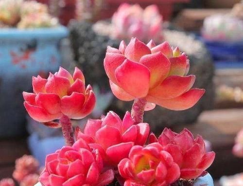 多肉养成干肉？做好3要素，立马美回来，胖嘟嘟，状态美