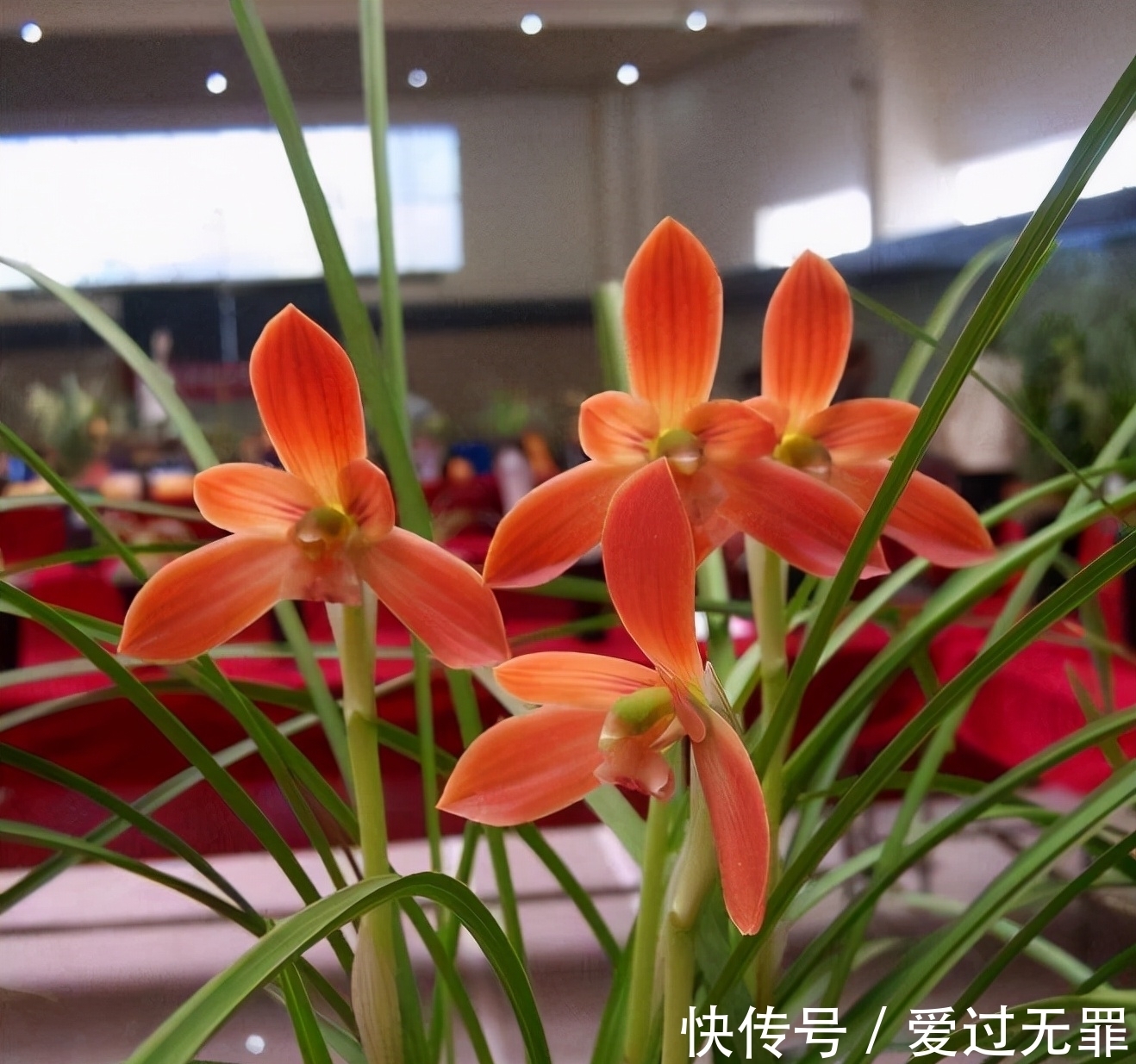 兰花|此兰,被誉为国兰第一红素,花色顶级,瓣型完美,珍贵又稀少